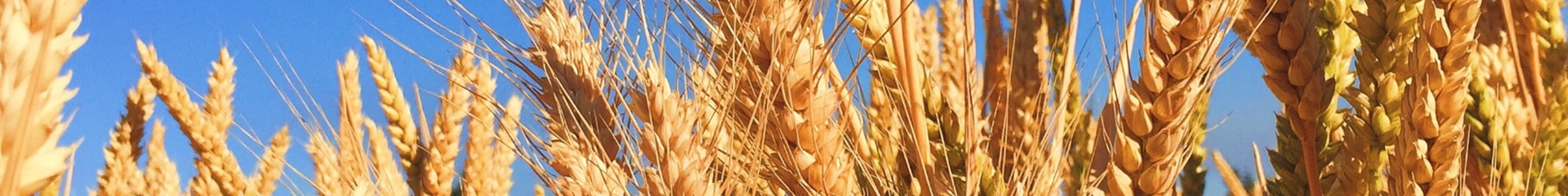 banner-wheat-1