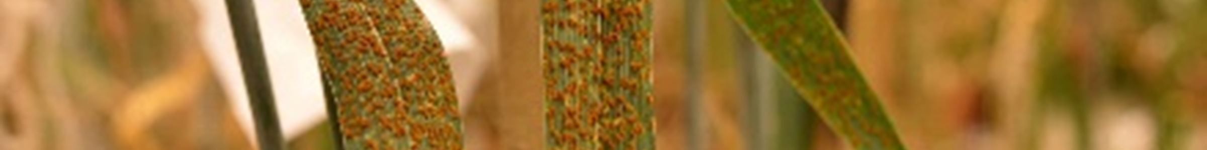 wheat-rust-banner