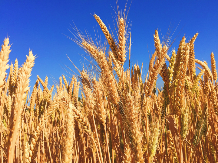 wheat field 1